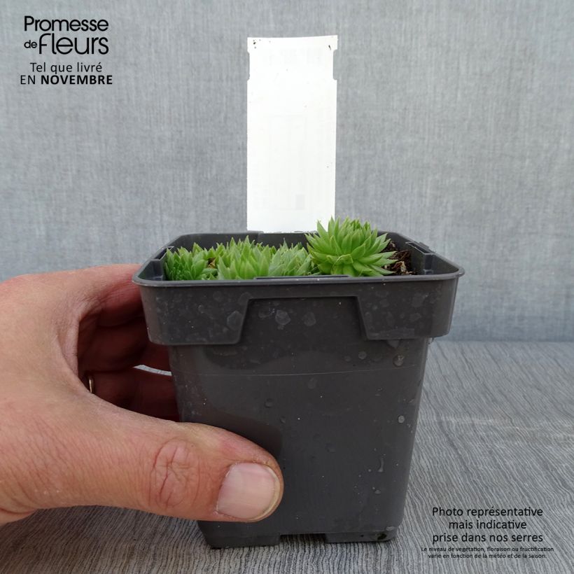 Spécimen de Sempervivum Chick Charms Key Lime Kiss - Joubarbe Pot de 10 cm/11cm tel que livré en automne