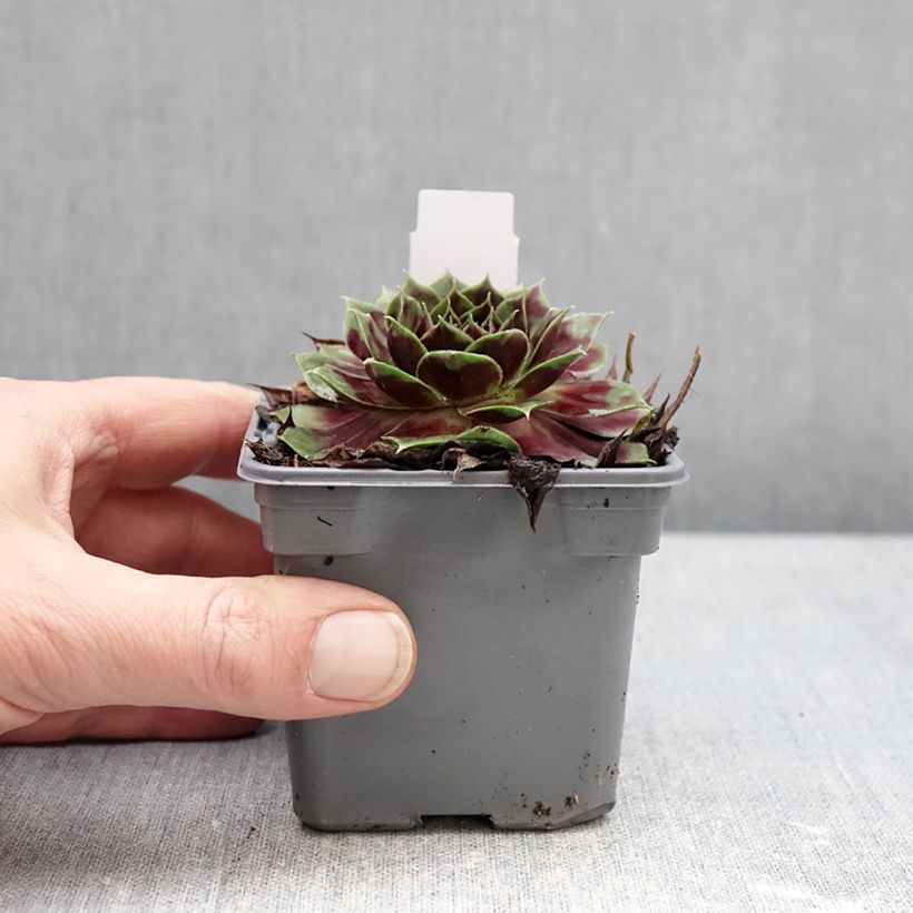 Spécimen de Sempervivum Colorockz Coconut Crystal - Joubarbe Godet de 8/9 cm tel que livré en hiver