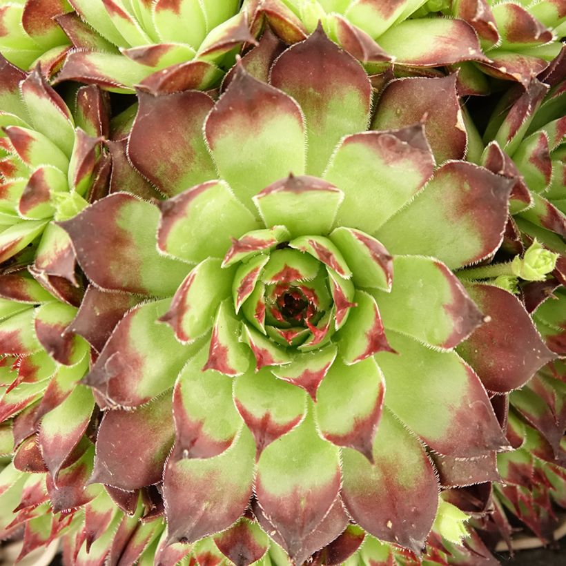 Sempervivum Noir - Joubarbe noire. (Foliage)