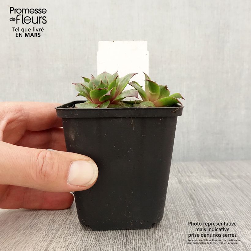 Spécimen de Sempervivum Rauher Kulm - Joubarbe hybride Godet de 8/9 cm tel que livré au printemps