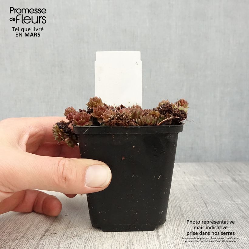 Spécimen de Sempervivum Santis - Joubarbe hybride Godet de 8/9 cm tel que livré au printemps