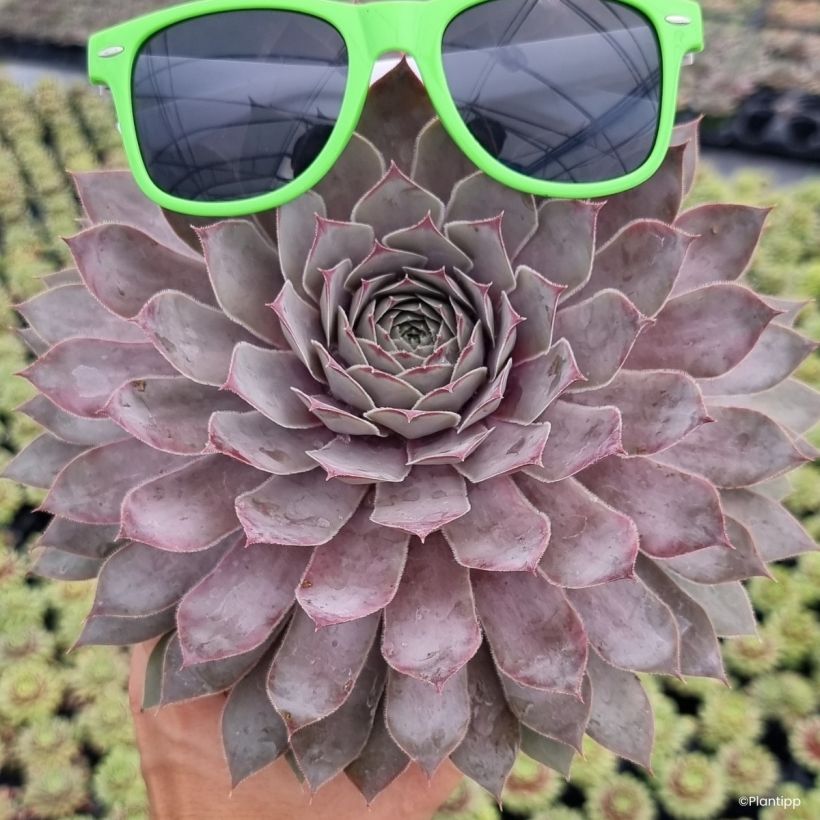 Sempervivum Chick Charms Giants Steel Appeal - Joubarbe (Port)