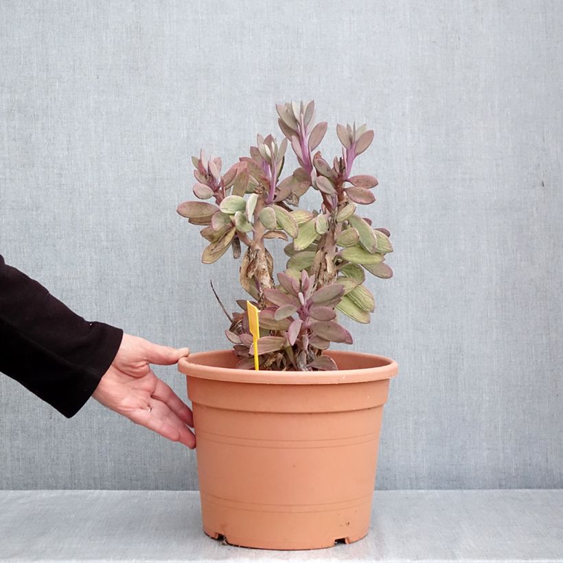 Spécimen de Senecio crassissimus Pot de 7,5L/10L, 25/35 diamètre tel que livré en automne