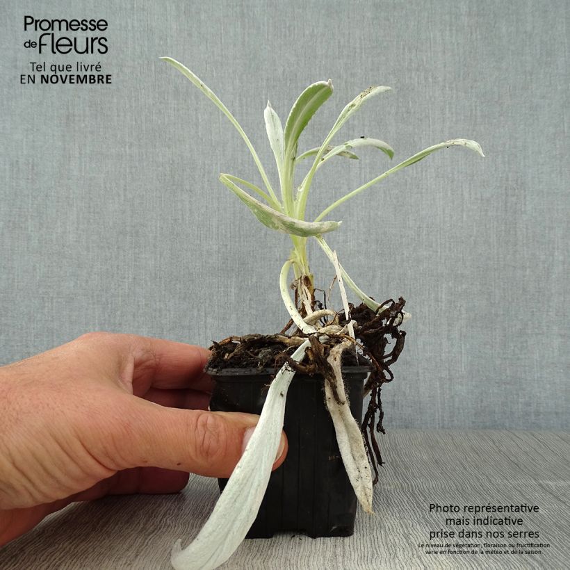 Spécimen de Senecio Donkey's Ears - Cinéraire niveoaureus  Godet de 8/9 cm tel que livré en automne