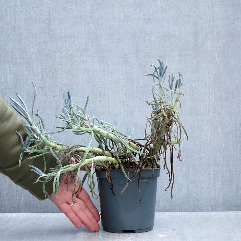 Spécimen de Senecio ficoides Pot de 2L/3L tel que livré en hiver