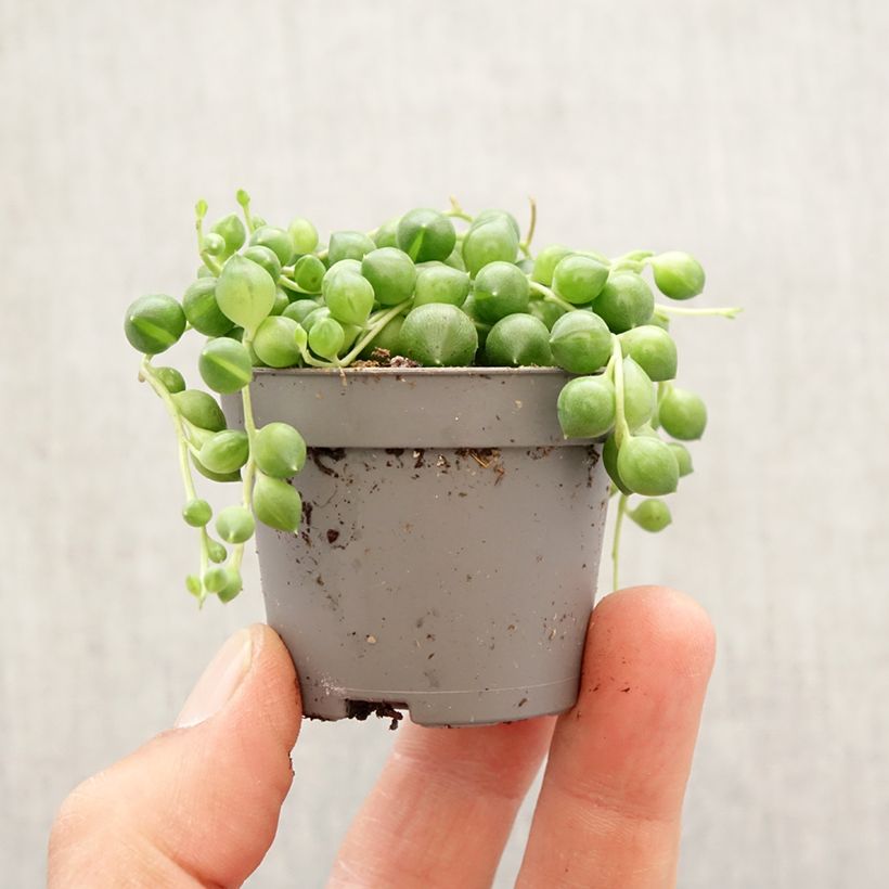 Example of Senecio herreianus - Collier de perles Mini-plante as you get in printemps