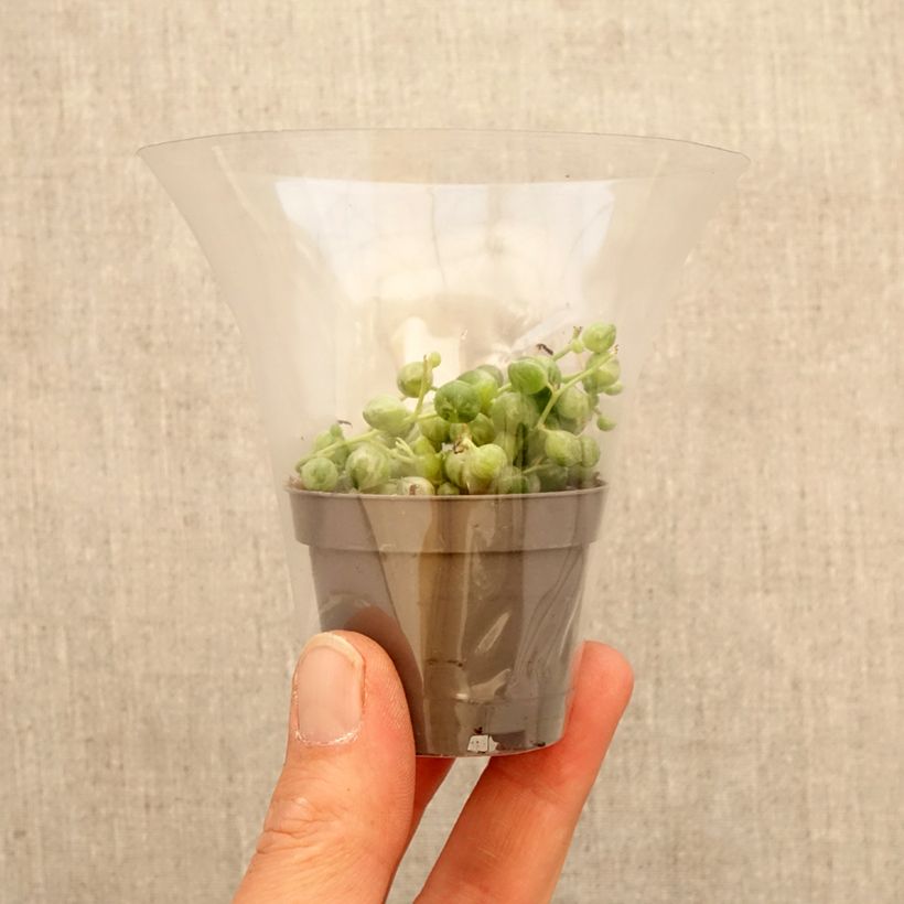 Spécimen de Senecio rowleyanus Variegata - Collier de perles Mini-plante tel que livré au printemps