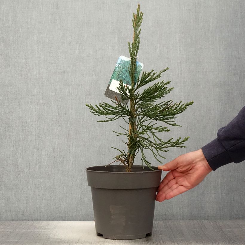 Spécimen de Séquoia géant - Sequoiadendron giganteum Glaucum         Pot de 4L/5L tel que livré au printemps