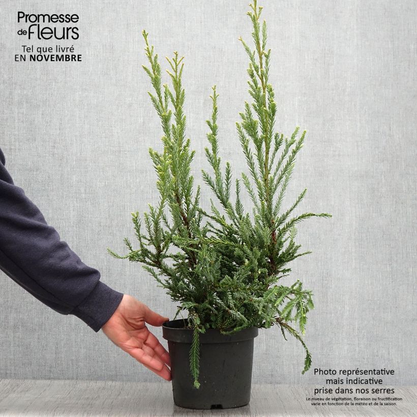 Spécimen de Sequoia sempervirens Adpressa - Séquoia nain Pot de 3L/4L tel que livré en automne