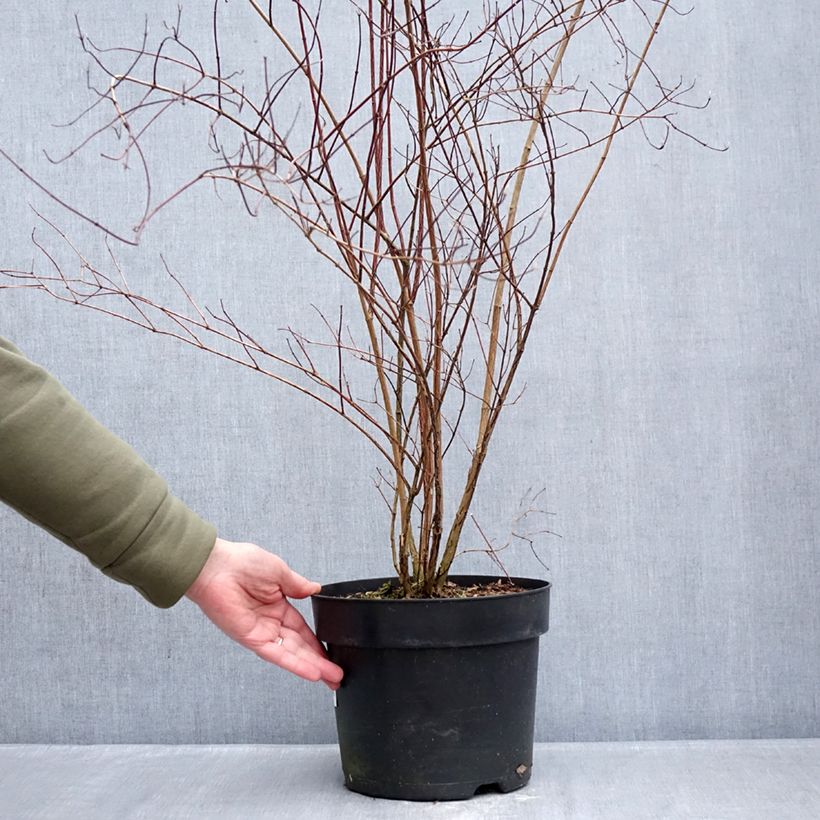 Spécimen de Seringat de Lemoine - Philadelphus Lemoinei Pot de 7,5L/10L tel que livré en hiver