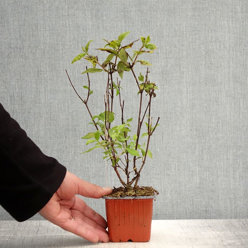 Example of Seringat des jardins - Philadelphus Belle Etoile Godet de 8/9 cm as you get in printemps