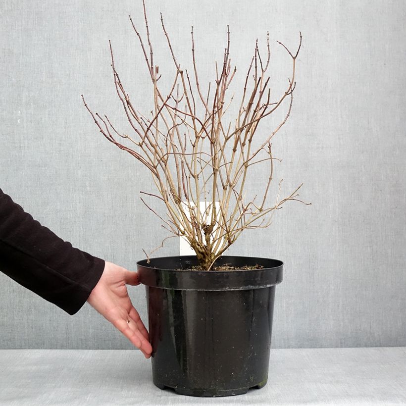 Example of Seringat des jardins - Philadelphus coronarius Aureus Pot de 7,5L/10L as you get in hiver