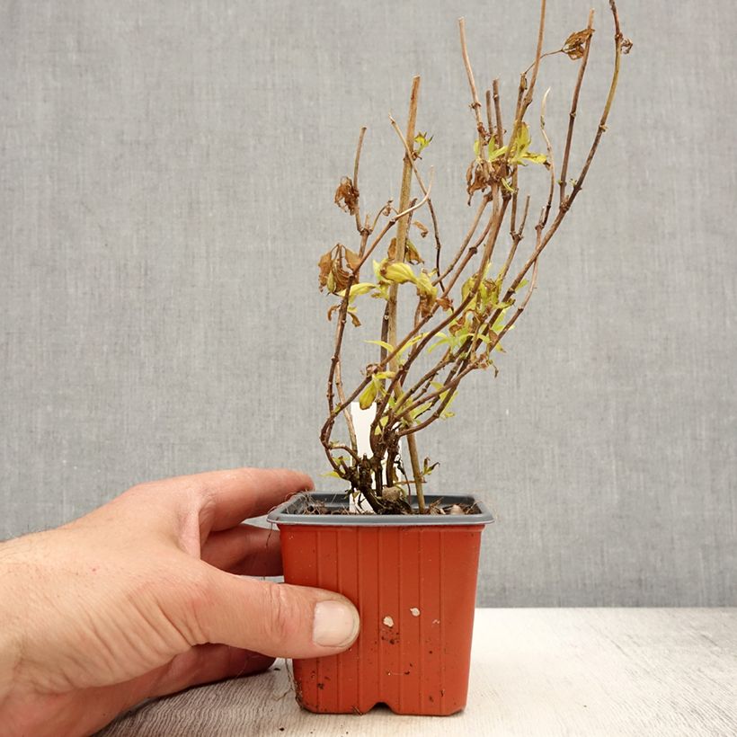 Example of Seringat des jardins - Philadelphus coronarius Aureus Godet de 8/9 cm as you get in printemps