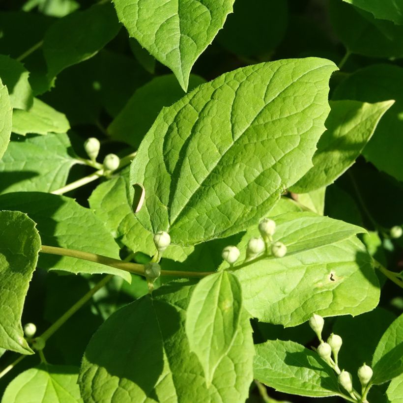 Seringat des jardins - Philadelphus coronarius Godzisz (Feuillage)