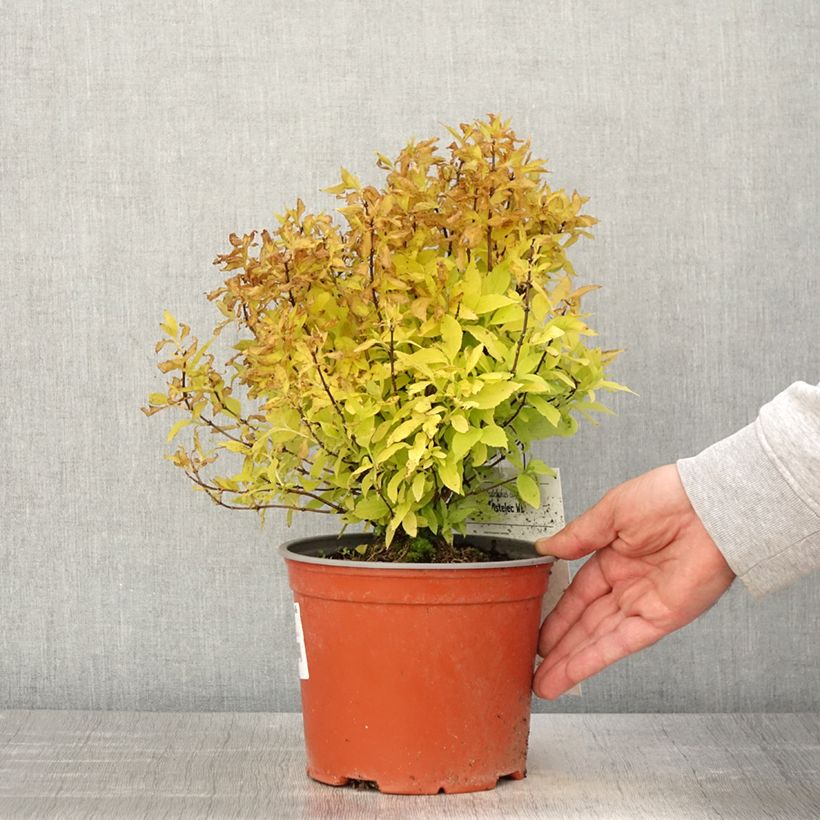 Spécimen de Seringat des jardins - Philadelphus coronarius Kostelec WB Pot de 3L/4L tel que livré au printemps