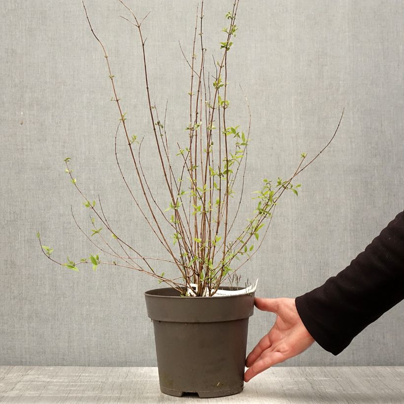 Spécimen de Seringat des jardins - Philadelphus Petite Perfume Pink Pot de 3L/4L tel que livré au printemps