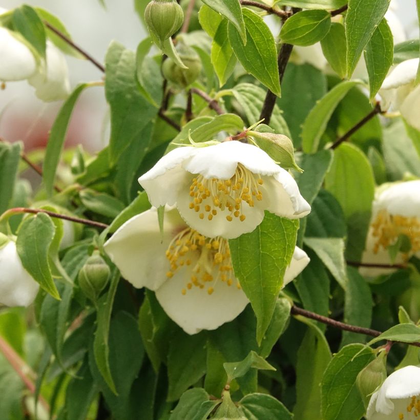 Seringat du Mexique - Philadelphus mexicanus (Floraison)