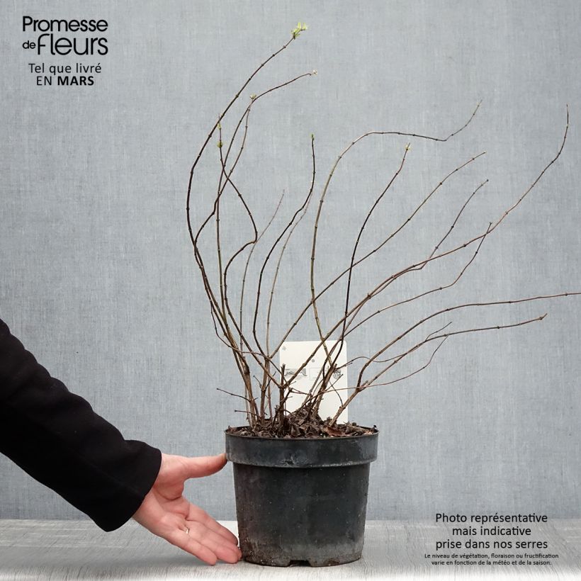 Spécimen de Seringat - Philadelphus Beauclerk Pot de 2L/3L tel que livré au printemps