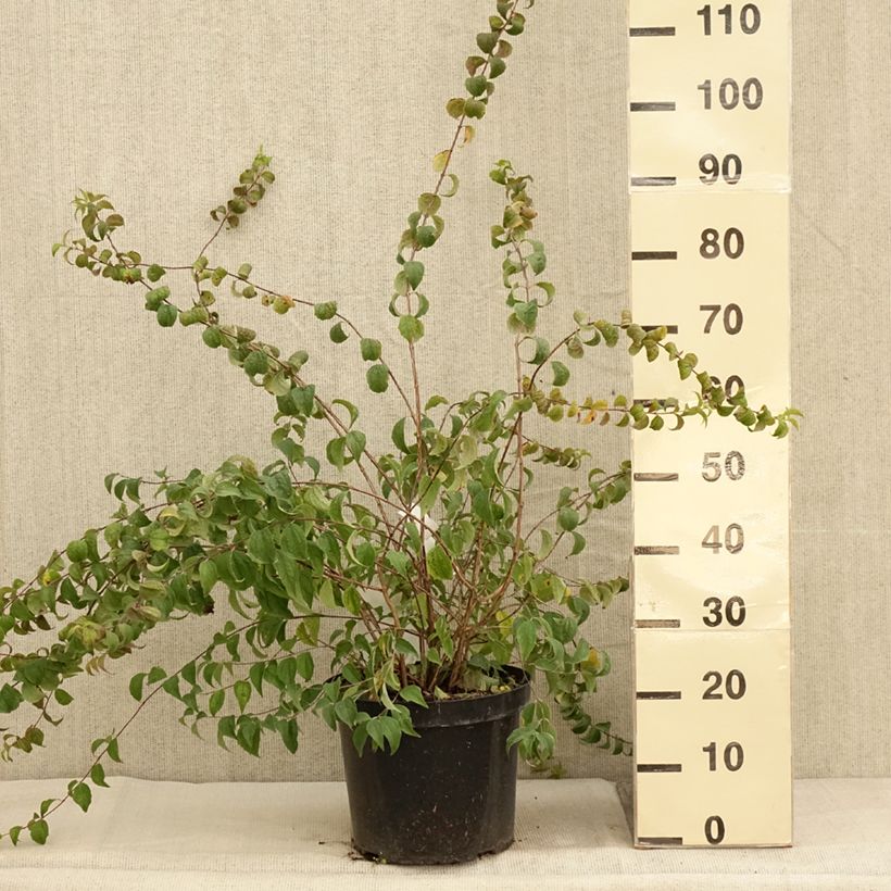 Spécimen de Seringat - Philadelphus Beauclerk Pot de 7,5L/10L tel que livré en automne