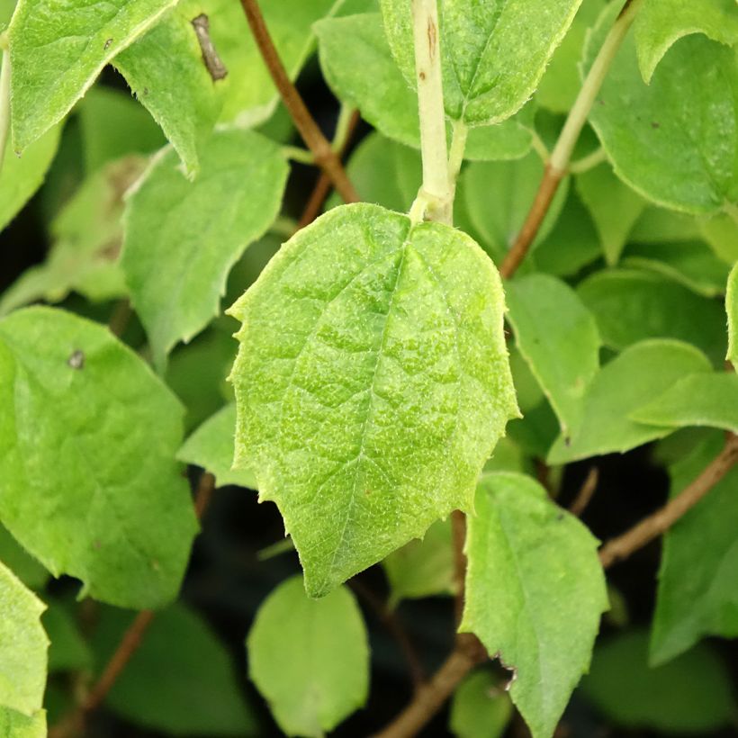 Seringat - Philadelphus Frosty Morn (Foliage)