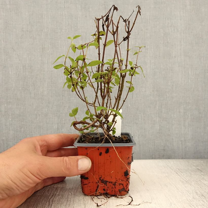 Spécimen de Seringat - Philadelphus Silberregen Godet de 8/9 cm tel que livré au printemps