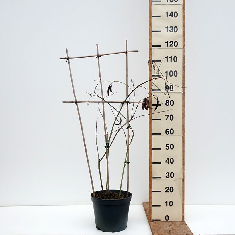 Spécimen de Sesbania punicea - Flamboyant d'Hyères Pot de 7,5L/10L tel que livré en hiver