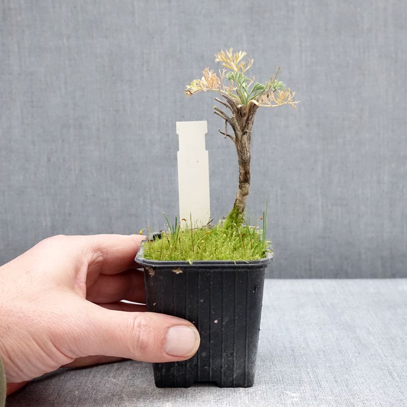 Spécimen de Seseli gummiferum - Séséli à gomme, Carotte de lune Godet de 8/9 cm tel que livré en hiver