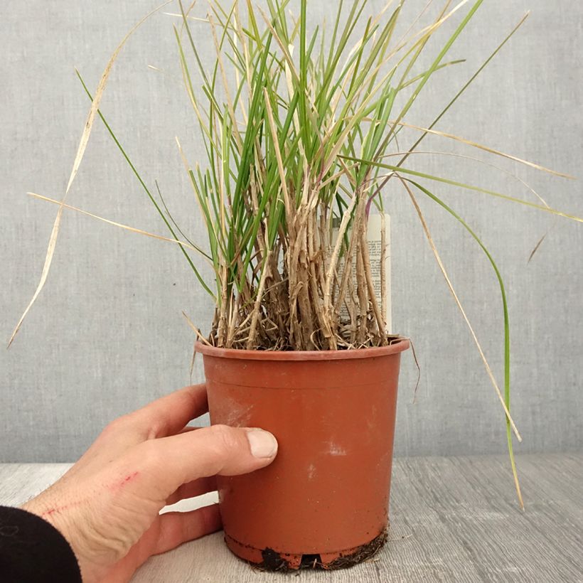 Example of Sesleria argentea - Seslérie argentée Pot de 1L/1,5L as you get in printemps