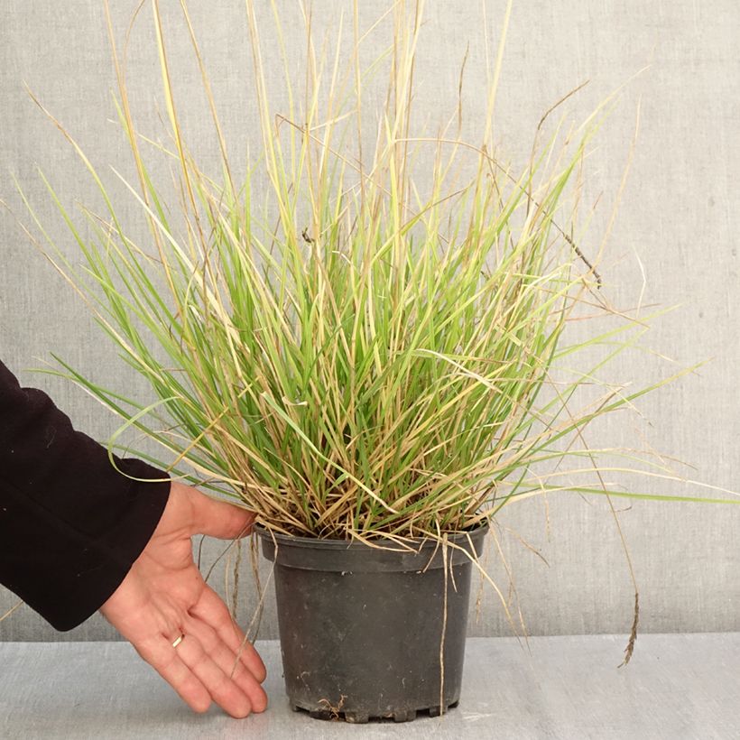 Spécimen de Sesleria autumnalis - Seslérie d'automne Pot de 2L/3L tel que livré en automne