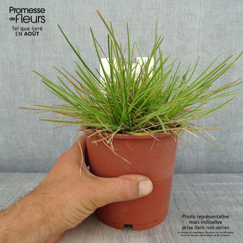 Spécimen de Sesleria caerulea - Seslérie bleue Pot de 1L/1,5L tel que livré en été