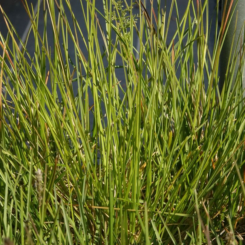 Sesleria sadleriana - Seslérie (Feuillage)
