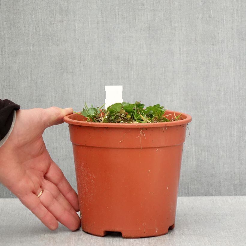 Spécimen de Sidalcea malviflora Elsie Heugh, Sidalcée Pot de 2L/3L tel que livré au printemps