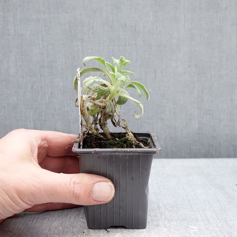 Example of Sideritis scardica - Thé des bergers du Mont Olympe  Godet de 8/9 cm as you get in hiver