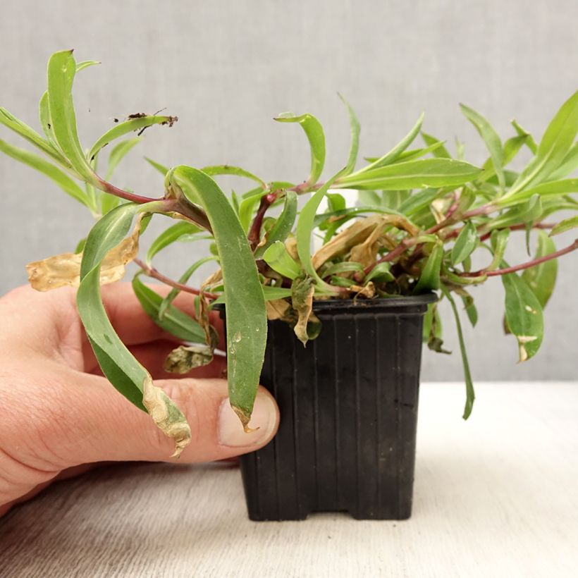 Spécimen de Silène enflé ou commun - Silene vulgaris Godet de 8/9 cm tel que livré au printemps