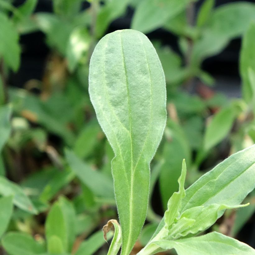 Silene latifolia subsp. alba - Compagnon blanc (Feuillage)