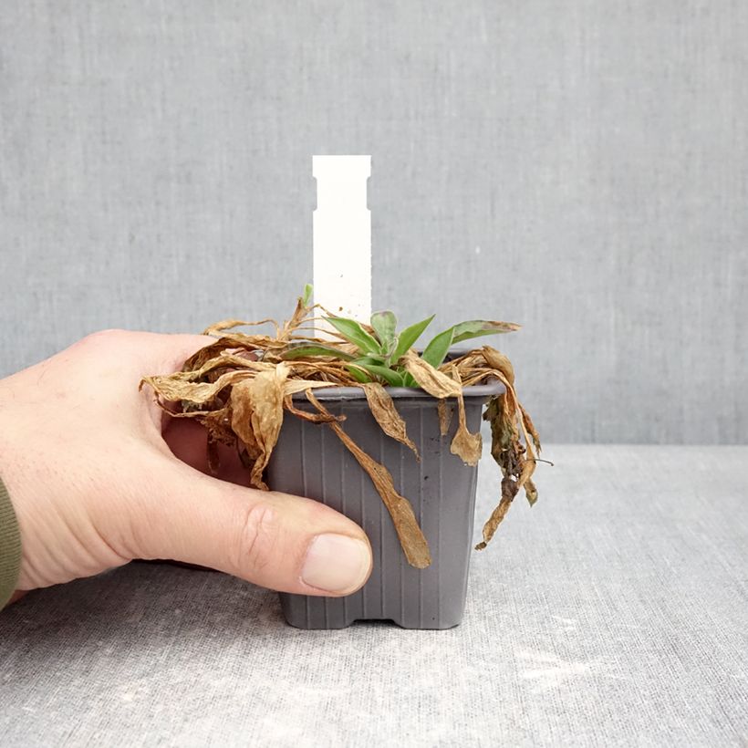 Spécimen de Silene latifolia subsp. alba - Compagnon blanc Godet de 8/9 cm tel que livré en hiver