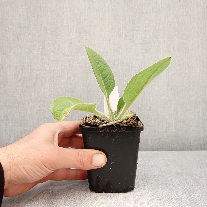 Spécimen de Silphium mohrii  Godet de 8/9 cm tel que livré au printemps