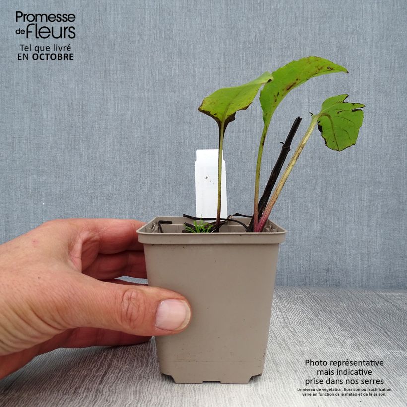 Spécimen de Silphium perfoliatum - Silphe perfolié Godet de 8/9 cm tel que livré en automne