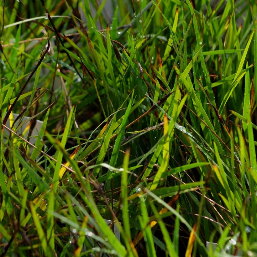 Sisyrinchium bellum  (Foliage)