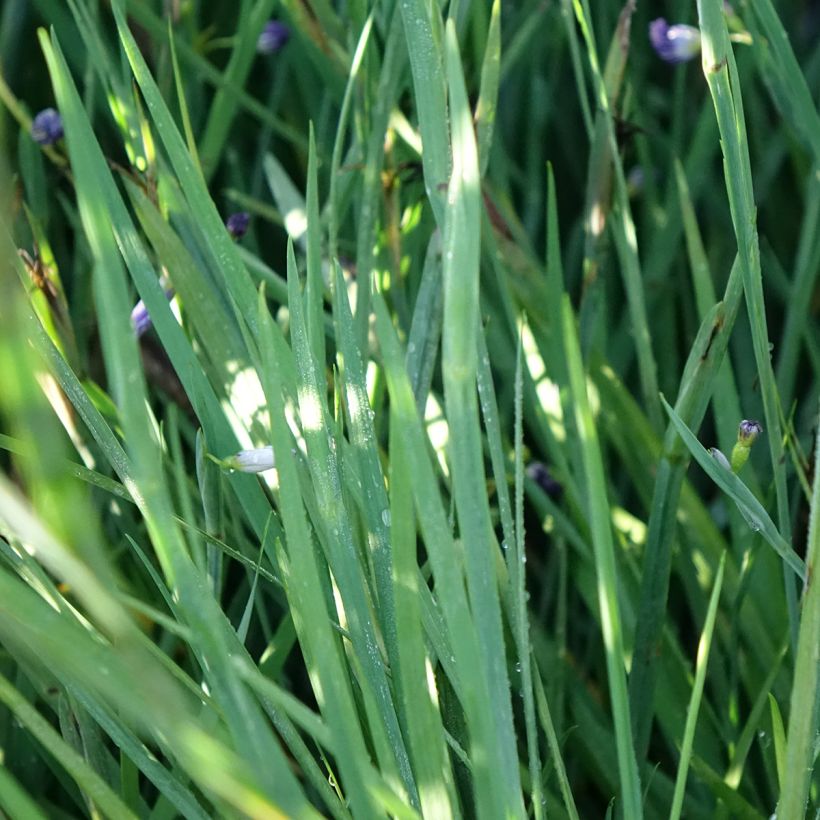 Sisyrinchium Lucerne - Bermudienne hybride (Feuillage)