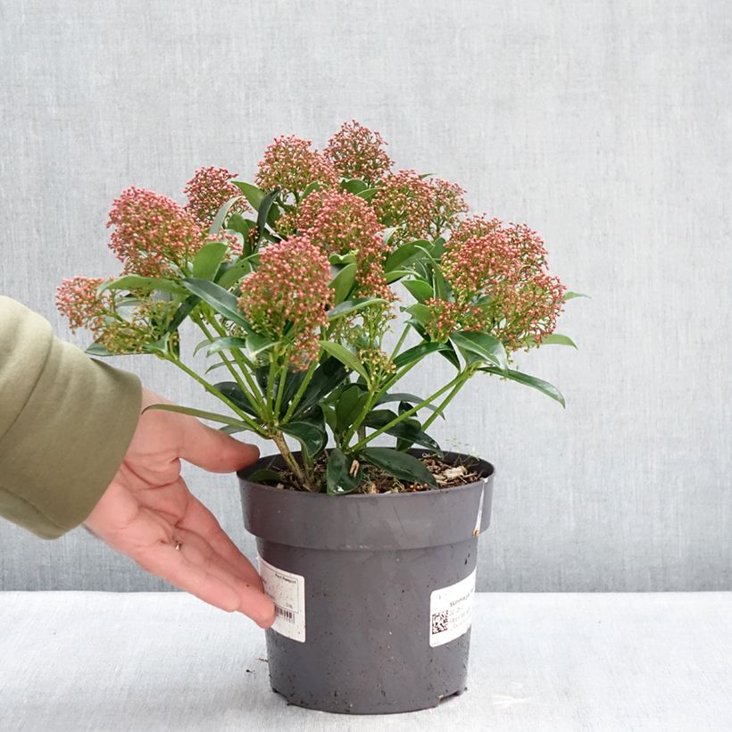 Spécimen de Skimmia du Japon Marlot - Skimmia japonica  Pot de 2L/3L tel que livré en hiver