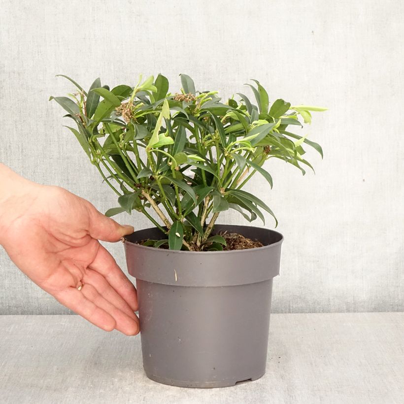 Spécimen de Skimmia du Japon Marlot - Skimmia japonica  Pot de 2L/3L tel que livré au printemps