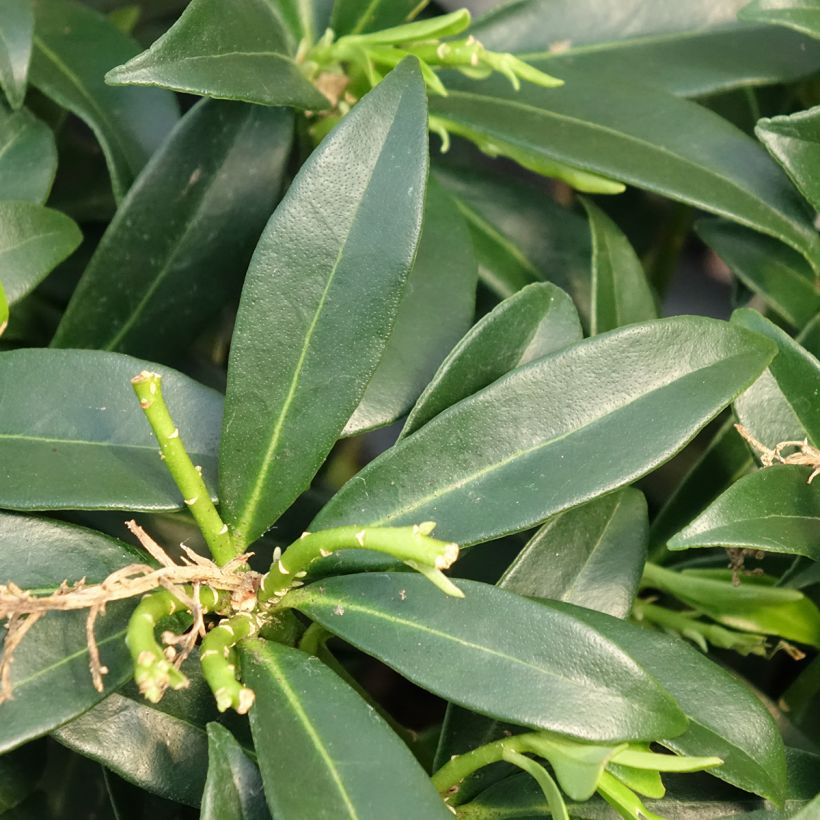 Skimmia du Japon Marlot - Skimmia japonica  (Feuillage)