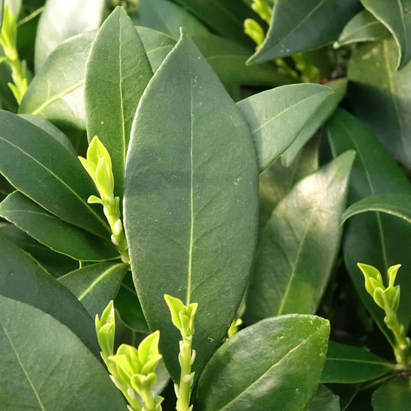 Skimmia japonica Kew White (Feuillage)