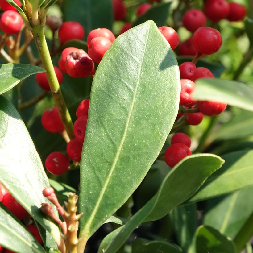 Skimmia japonica Pabella - Skimmia du Japon  (Foliage)