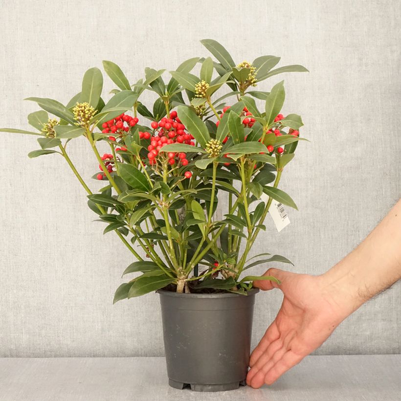 Example of Skimmia japonica Pabella - Skimmia du Japon  Pot de 2L/3L as you get in printemps