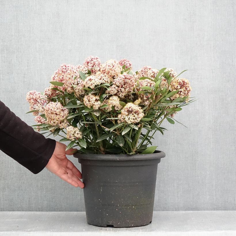 Example of Skimmia japonica Rubella Pot de 7,5L/10L as you get in printemps