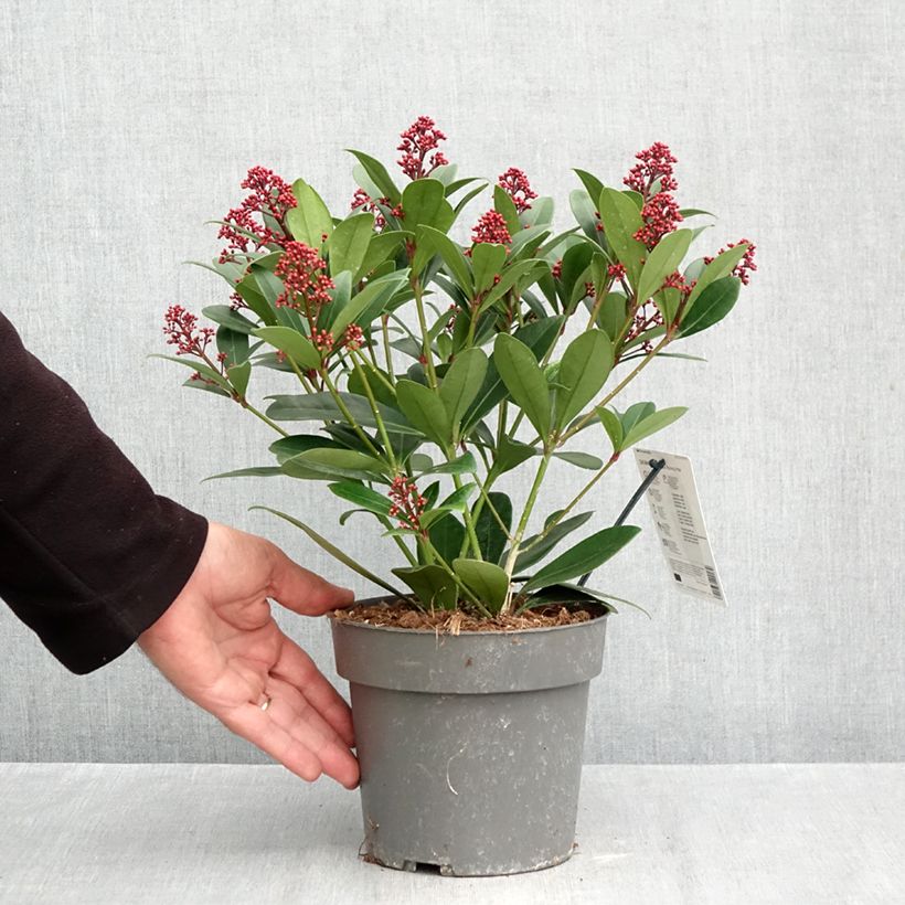 Spécimen de Skimmia japonica Rubella Pot de 2L/3L tel que livré en automne