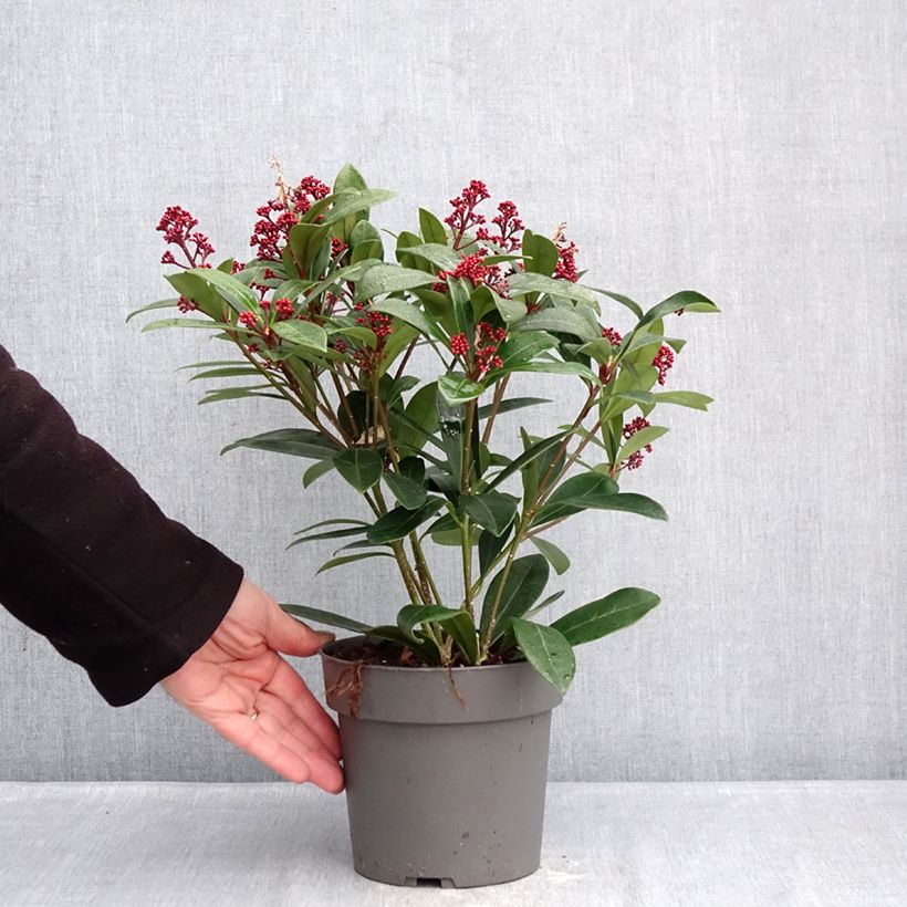 Example of Skimmia japonica Rubella Pot de 2L/3L as you get in hiver