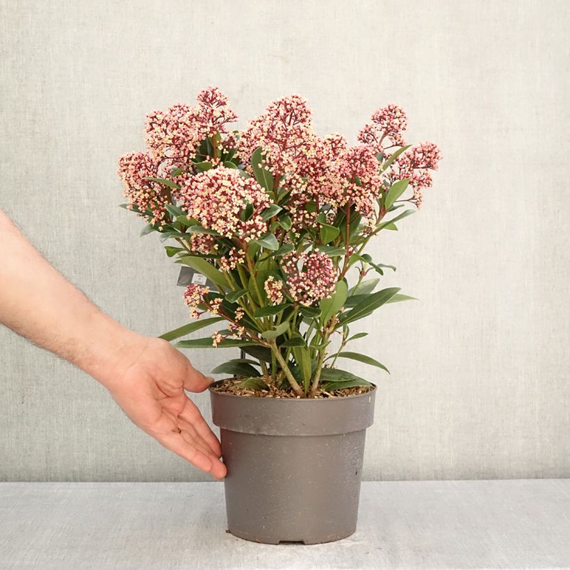 Spécimen de Skimmia japonica Rubella Pot de 2L/3L tel que livré au printemps